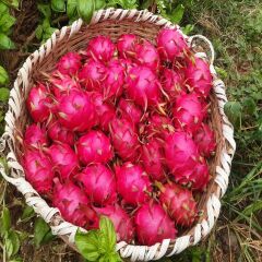 MOR EJDER (300 GR ÜSTÜ) 1 ADET