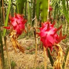 MOR EJDER (300 GR ÜSTÜ) 1 ADET
