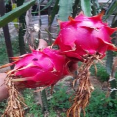 MOR EJDER (300 GR ÜSTÜ) 1 ADET