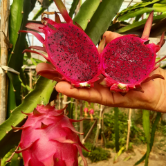 MOR EJDER MEYVESİ (200 GR ÜSTÜ) 1 ADET