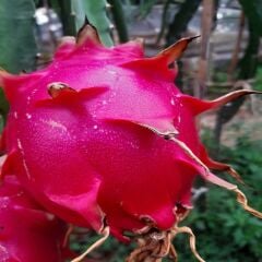 MOR EJDER MEYVESİ (200 GR ÜSTÜ) 1 ADET