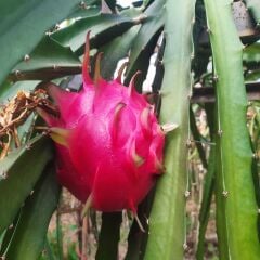 MOR EJDER MEYVESİ (200 GR ÜSTÜ) 1 ADET