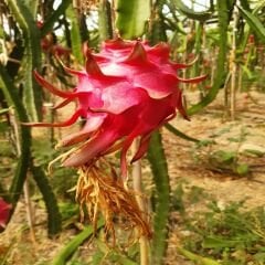 MOR EJDER MEYVESİ (200 GR ÜSTÜ) 1 ADET