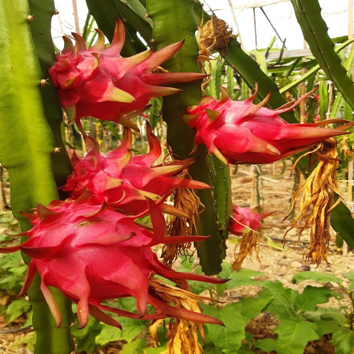 MOR EJDER MEYVESİ 1 KG