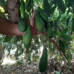 FUERTE AVOKADO 1 ADET