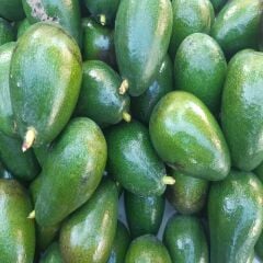 FUERTE AVOKADO 1 ADET