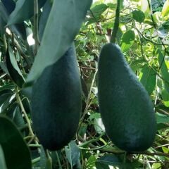 Fuerte Avokado 1 kg