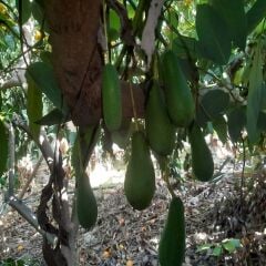 Fuerte Avokado 1 kg