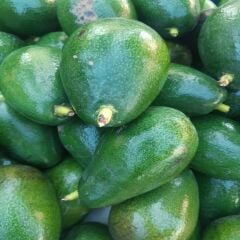AVOKADO 1 KG