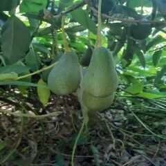 FUERTE AVOKADO 10 ADET