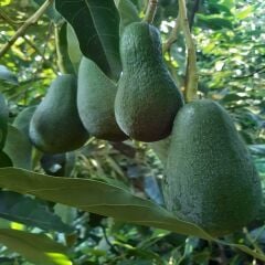 AVOKADO 10 ADET