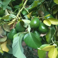 AVOKADO 10 ADET