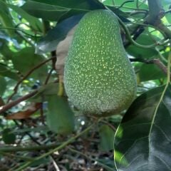 FUERTE AVOKADO 10 ADET