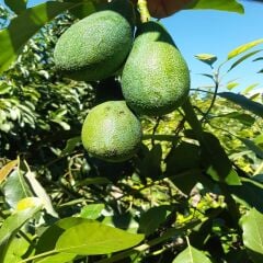 AVOKADO 10 ADET