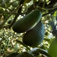 FUERTA AVOKADO 15 ADET