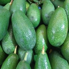 AVOKADO 15 ADET