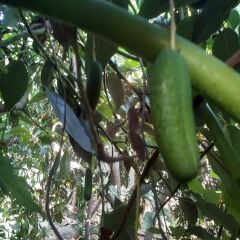 BEBEK AVOKADO 500 GR