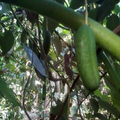 BEBEK AVOKADO 500 GR