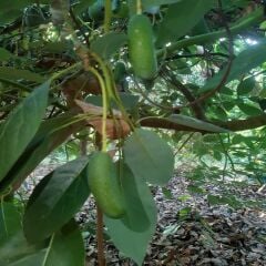 BEBEK AVOKADO 500 GR