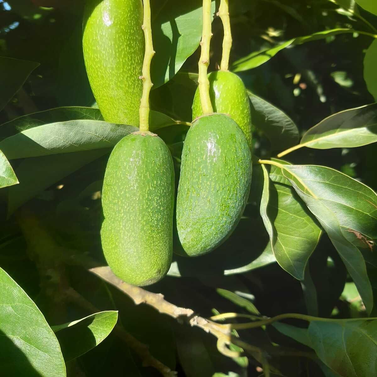 BEBEK AVOKADO 500 GR