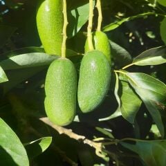 BEBEK AVOKADO 500 GR