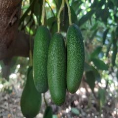 BEBEK AVOKADO 500 GR