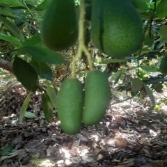BEBEK AVOKADO 1 KG