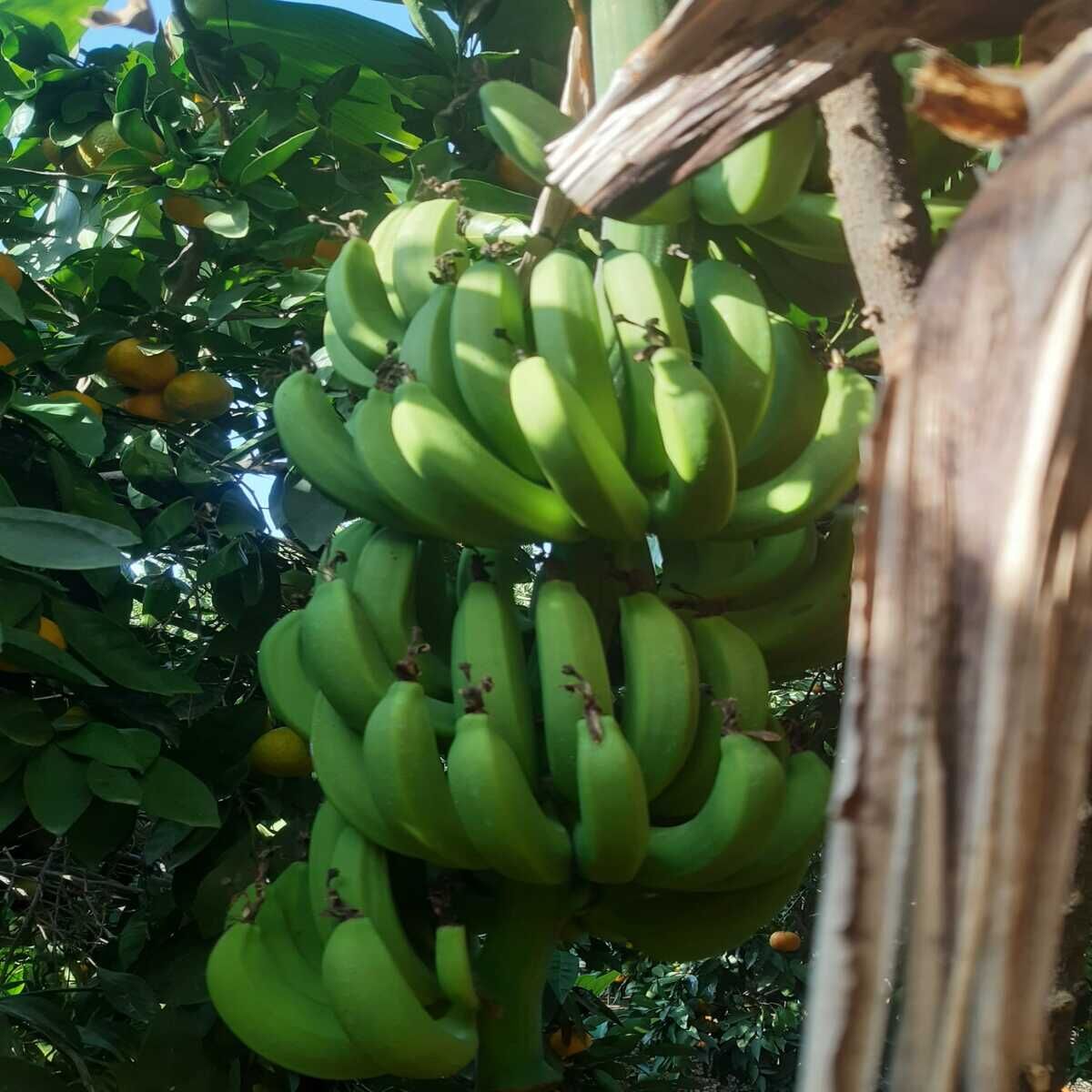 DALINDAN YEŞİL DOĞAL ANAMUR MUZU 1 KG