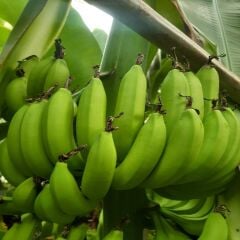 DALINDAN YEŞİL DOĞAL ANAMUR MUZU 1 KG