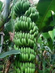 Anamur Muzu 1 kg