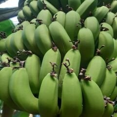 DALINDAN YEŞİL ANAMUR MUZU 3 KG