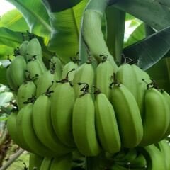 DALINDAN YEŞİL DOĞAL ANAMUR MUZU 3 KG