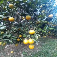 ANAMUR OVABAŞI PORTAKALI 1 KG