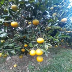 Ovabaşı Portakalı 1 kg