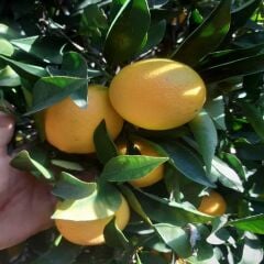 ANAMUR OVABAŞI PORTAKALI 1 KG