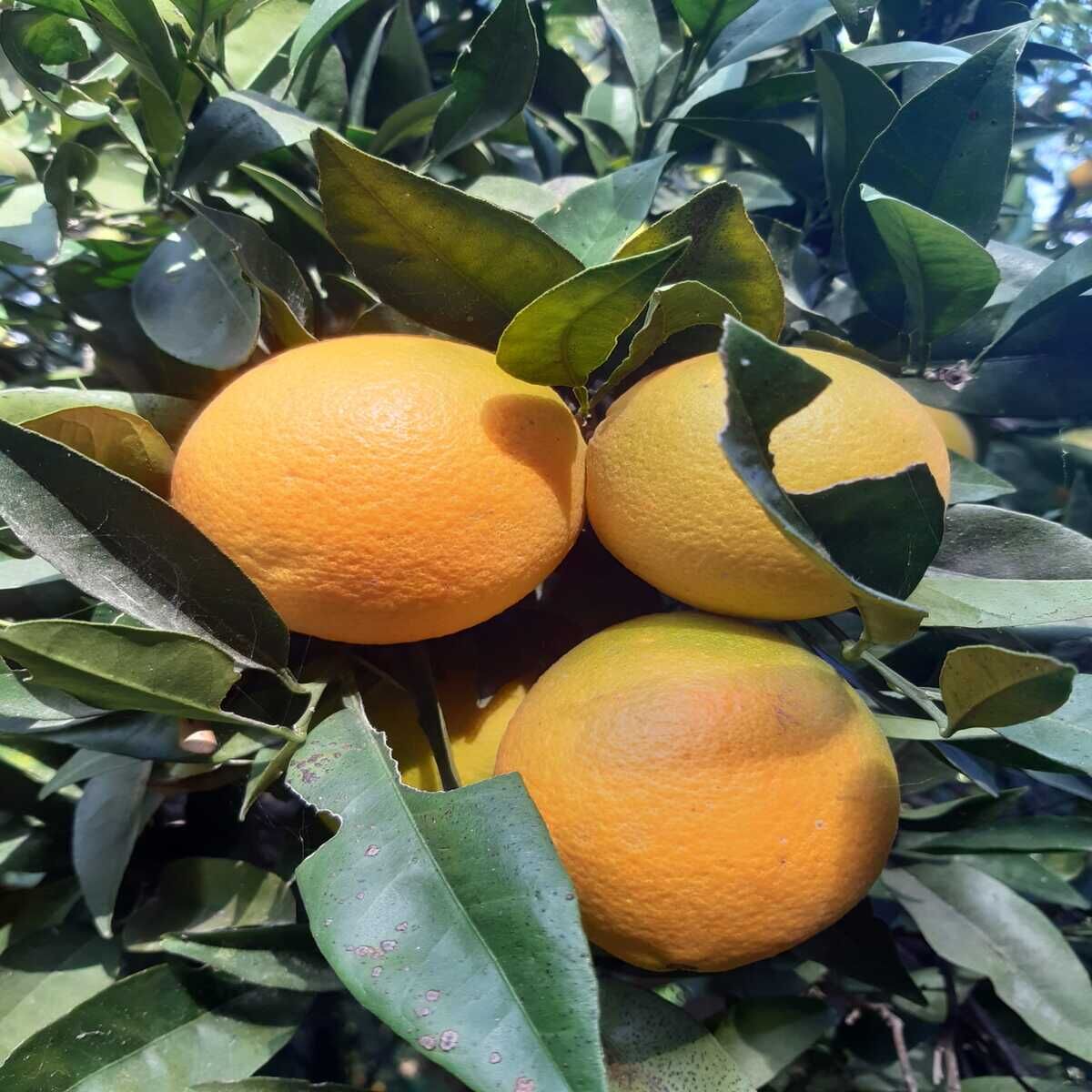 Ovabaşı Portakalı 1 kg