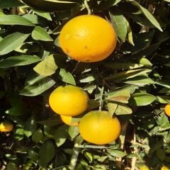 Ovabaşı Portakalı 1 kg