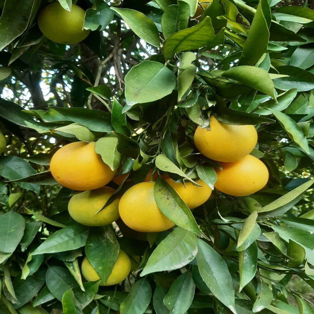 Ovabaşı Portakalı 2 kg