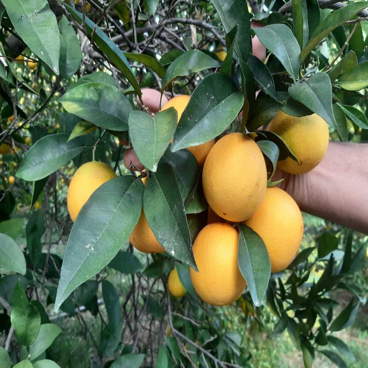 Ovabaşı Portakalı 5 kg