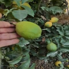 Limon 1 kg