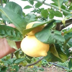 Limon 1 kg