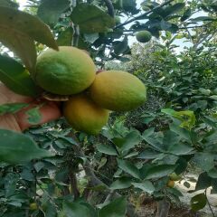 Limon 1 kg
