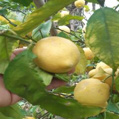Limon 1 kg