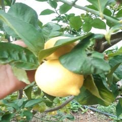 Limon 3 kg