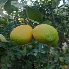 Limon 3 kg