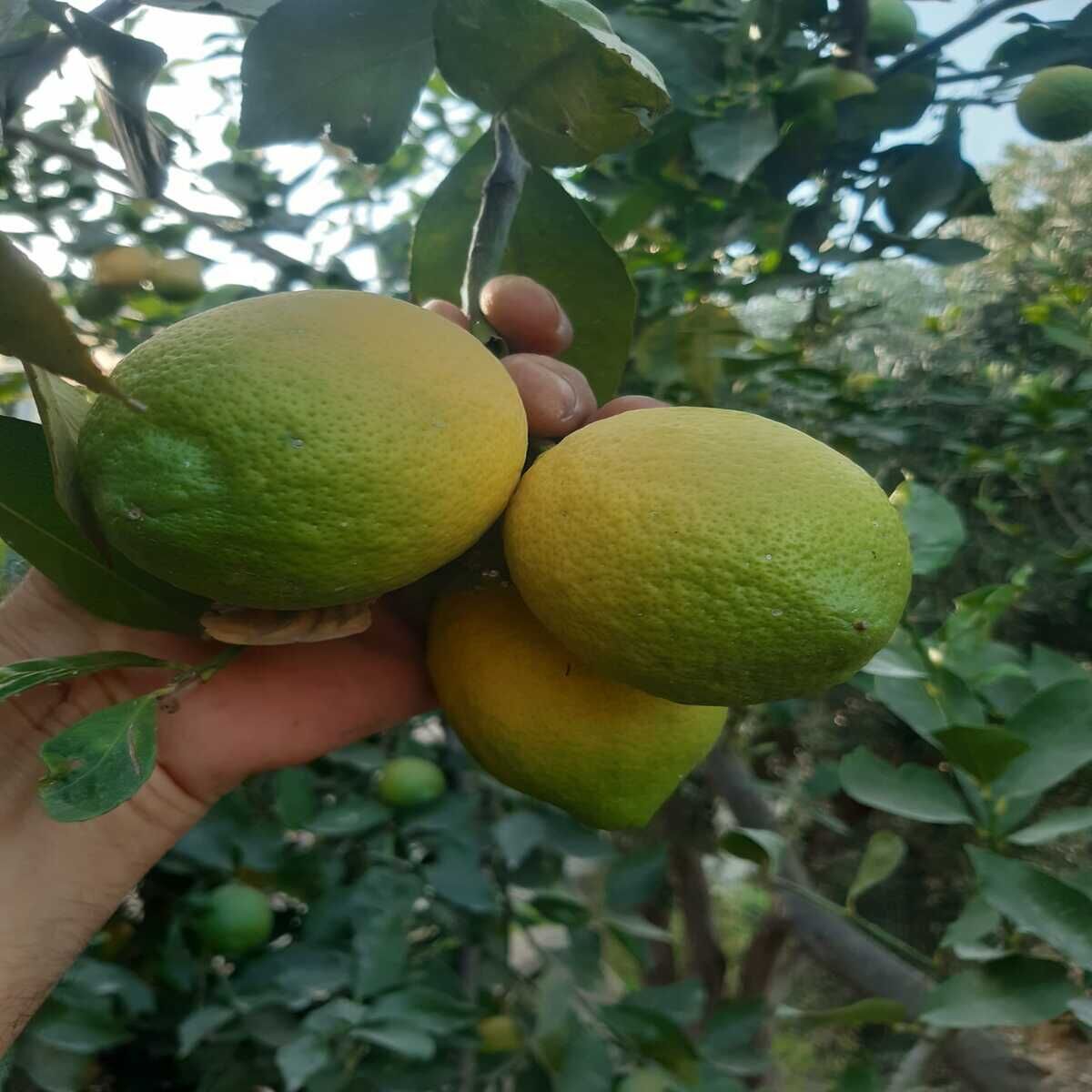 Limon 3 kg