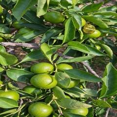 Mandalina 1 kg
