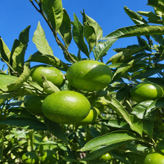 Mandalina 1 kg