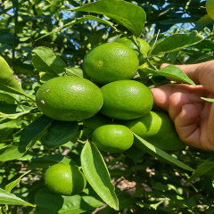 Mandalina 1 kg