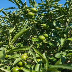 Mandalina 3 kg